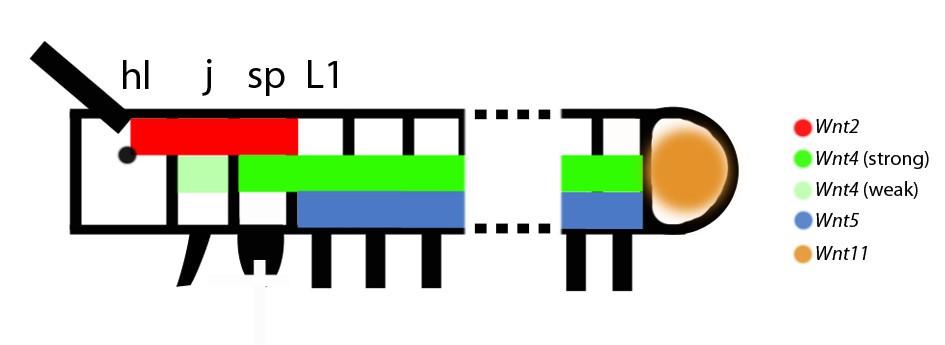 Figure 12