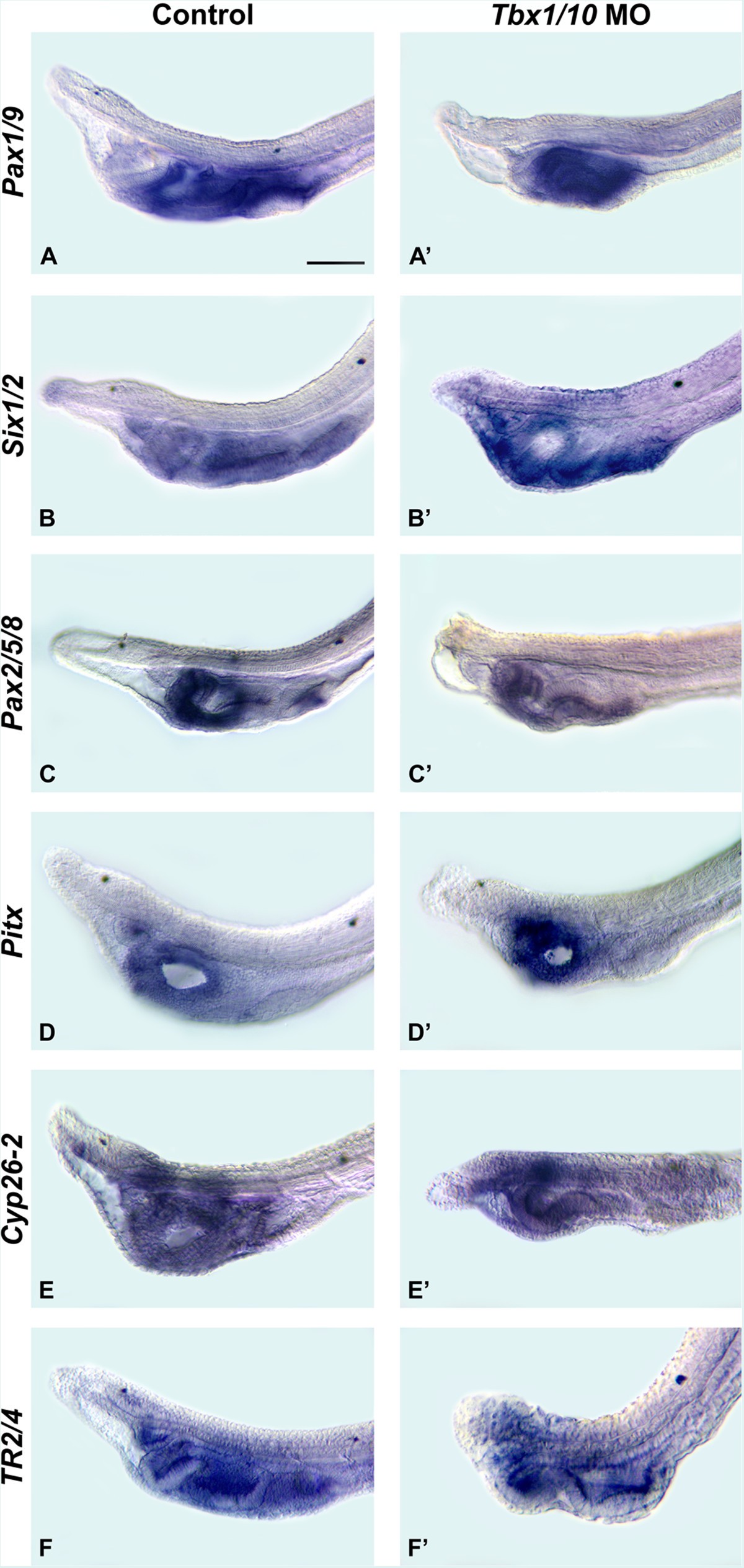 Figure 6