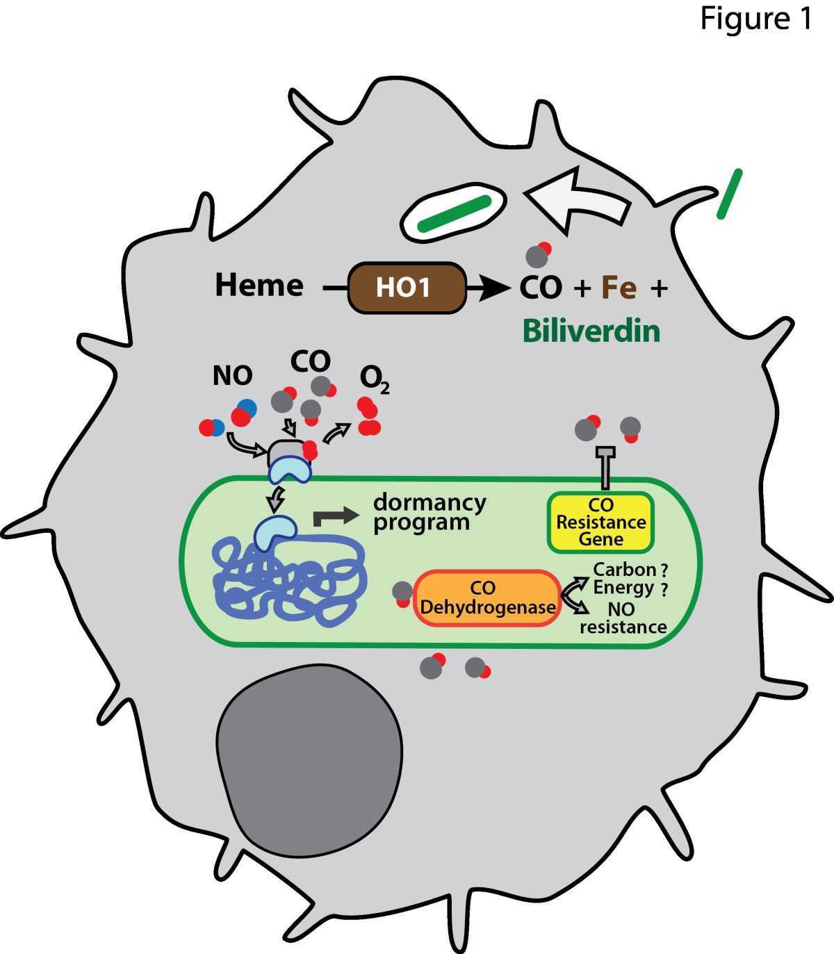 Effect of carbon monoxide on Mycobacterium 