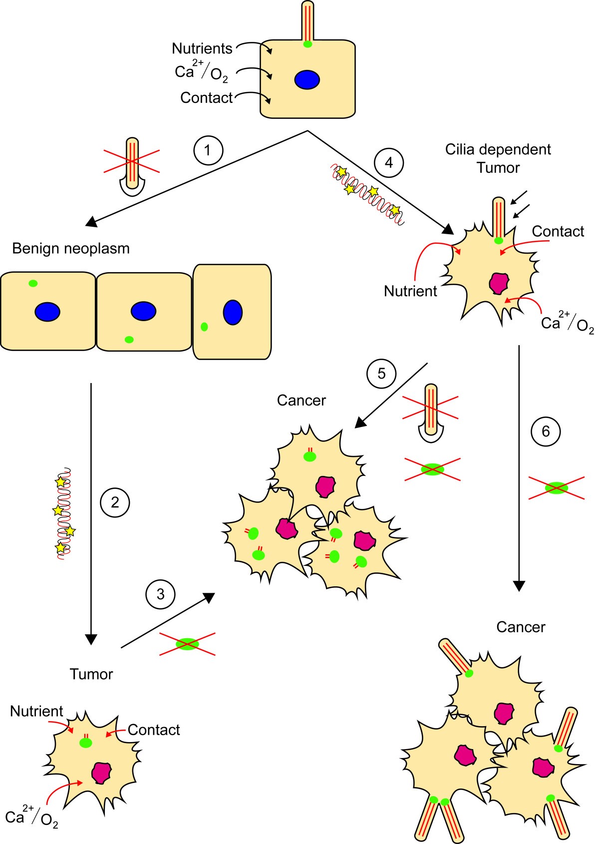 Functional aspects of primary cilia in signaling, cell cycle and ...