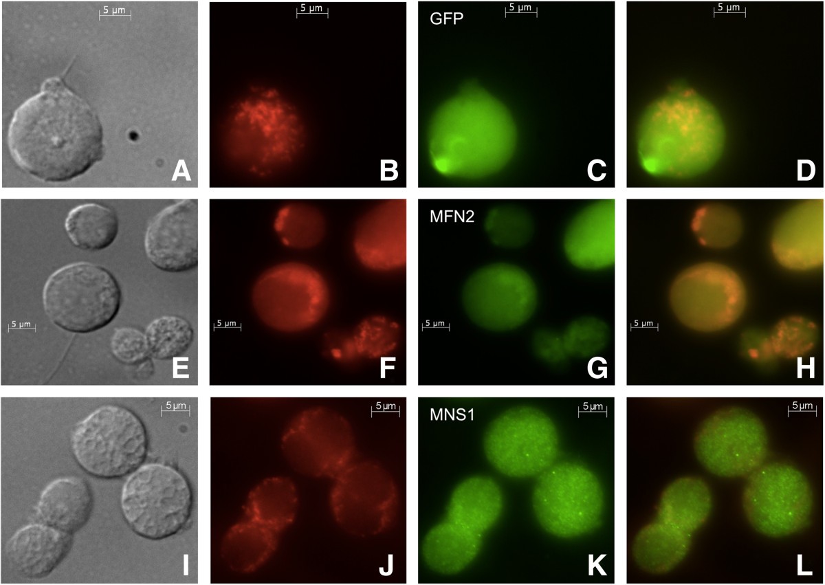 Figure 10