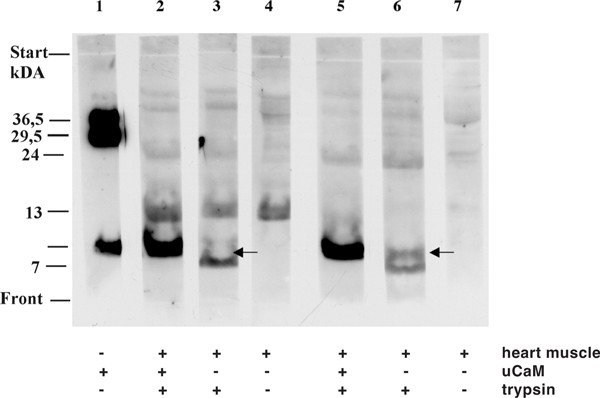 Figure 9a