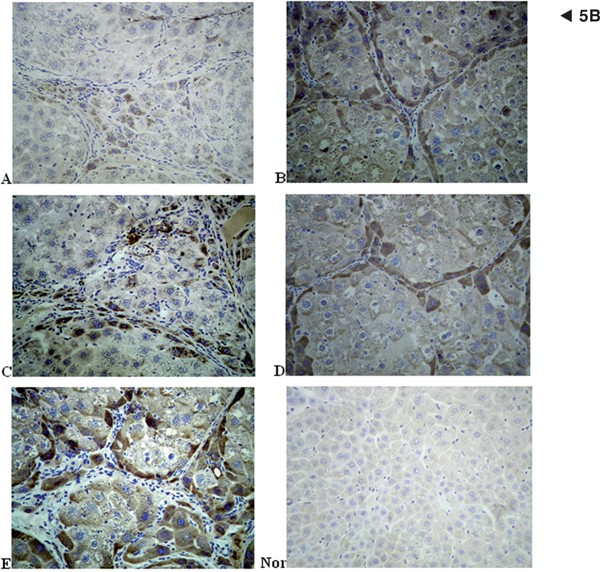 Figure 5B