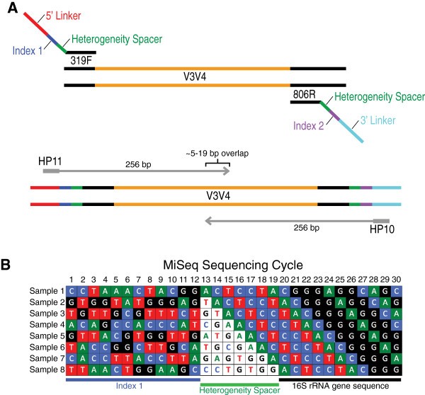 An improved dual-indexing approach for multiplexed 16S rRNA gene sequencing  on the Illumina MiSeq platform | Microbiome | Full Text
