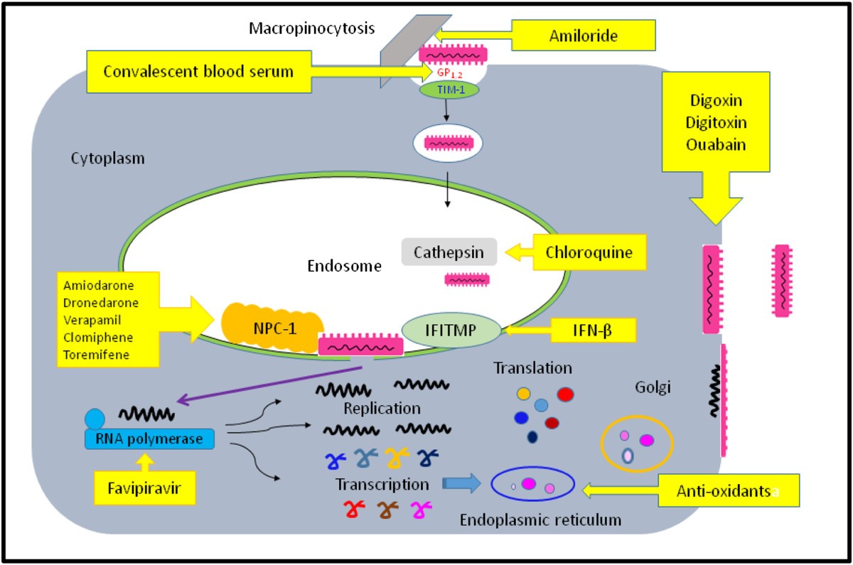 Humanitys Behavior Models The Ebola Virus