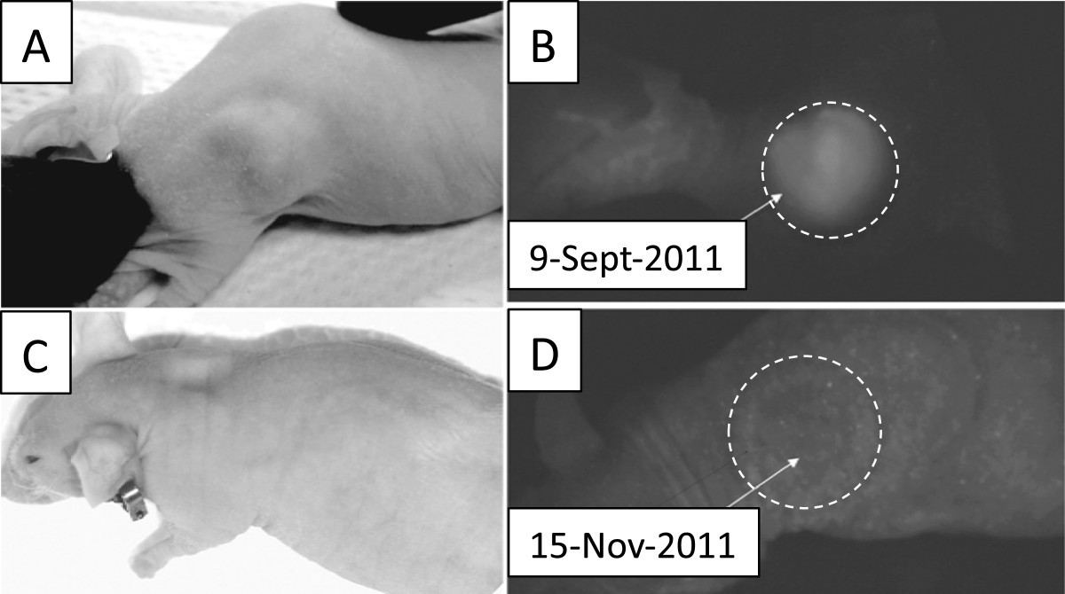 Figure 4