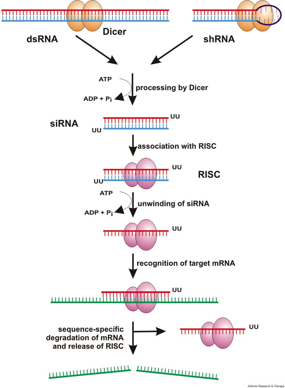 Интерферирующая рнк. РНК интерференция. RNA interference. РНК интерференция механизм. РНК-интерференция история изучения.