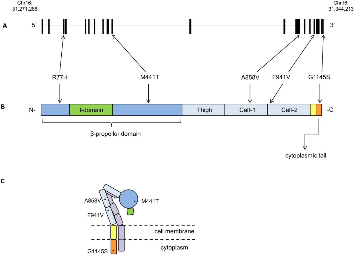 Figure 1