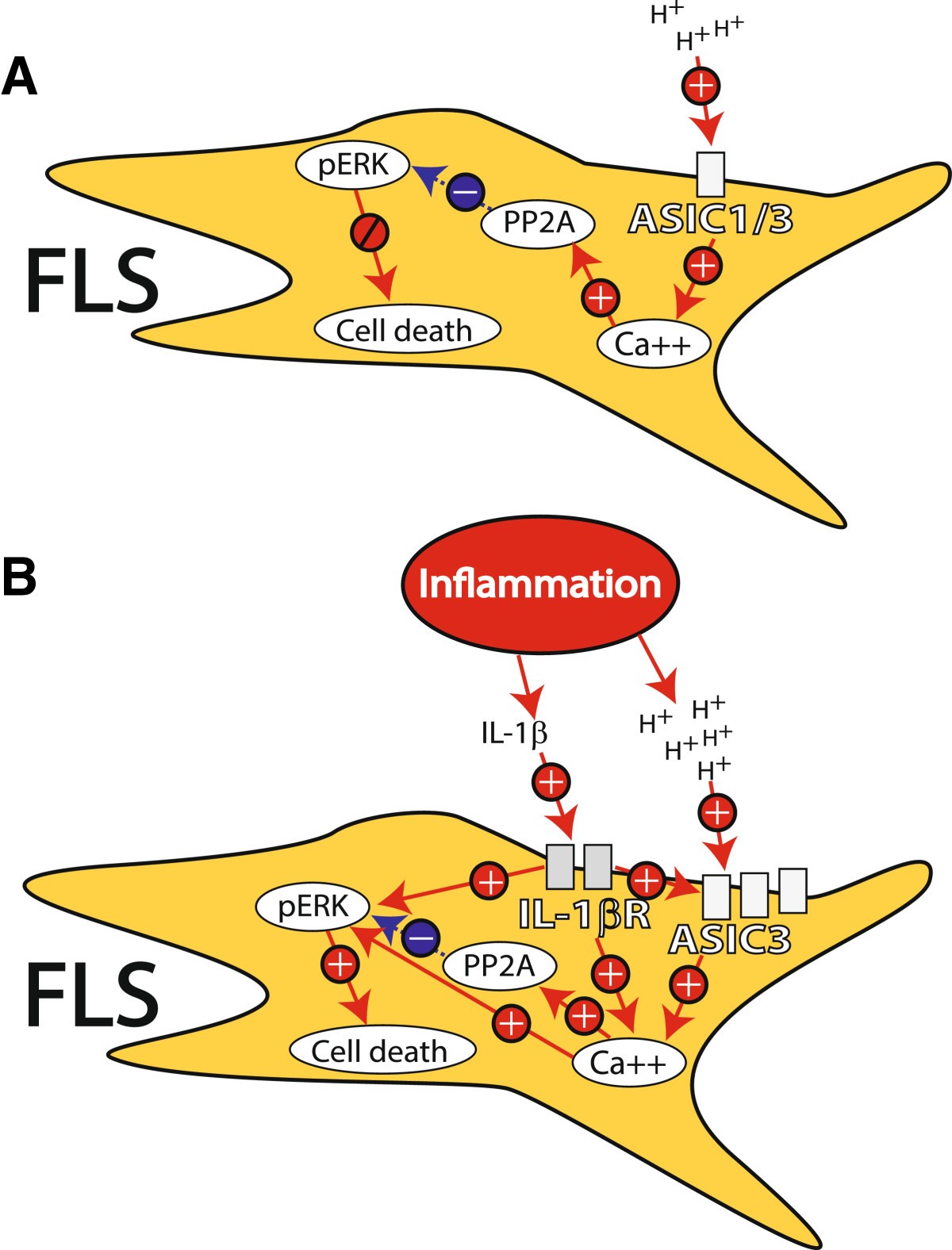 Acid-sensing ion channel 3 decreases 