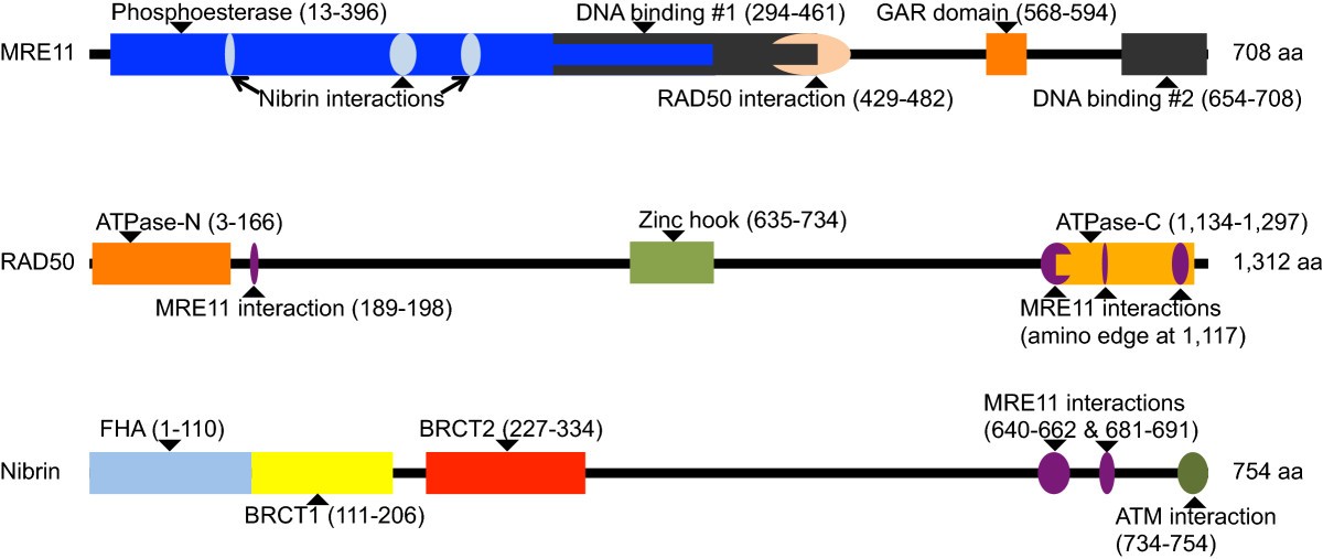 Rare key functional domain missense substitutions in MRE11A, RAD50, and  NBNcontribute to breast cancer susceptibility: results from a Breast Cancer  Family Registry case-control mutation-screening study | Breast Cancer  Research | Full Text