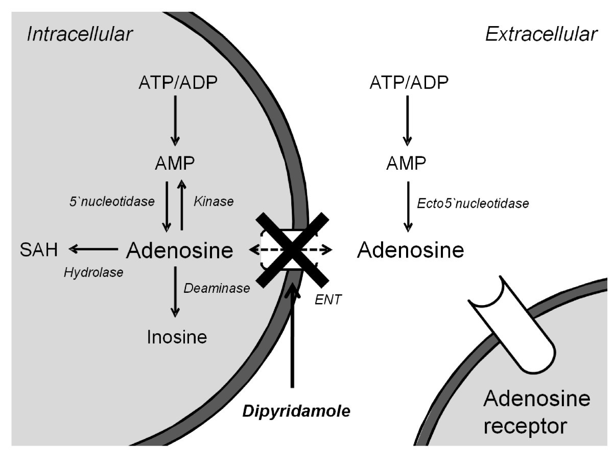 mechanism of action dipyridamole