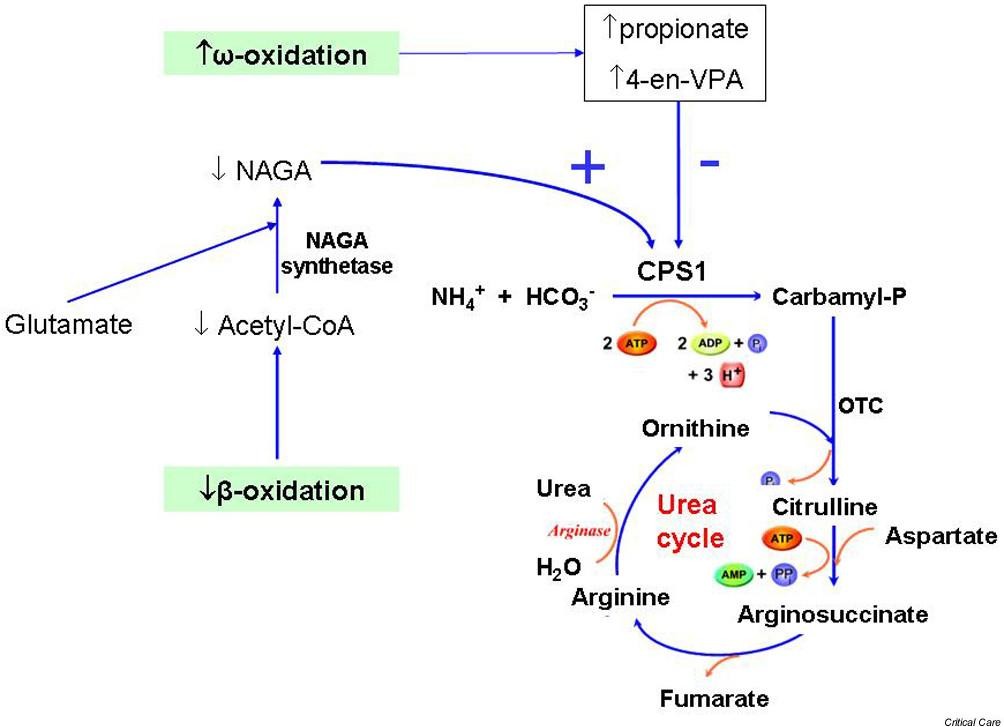 Science review: Carnitine in the treatment of valproic acid-induced  toxicity – what is the evidence? | Critical Care | Full Text