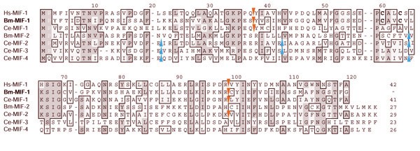 Conservation Of Long Range Synteny And Microsynteny Between The Genomes Of Two Distantly Related Nematodes Genome Biology Full Text