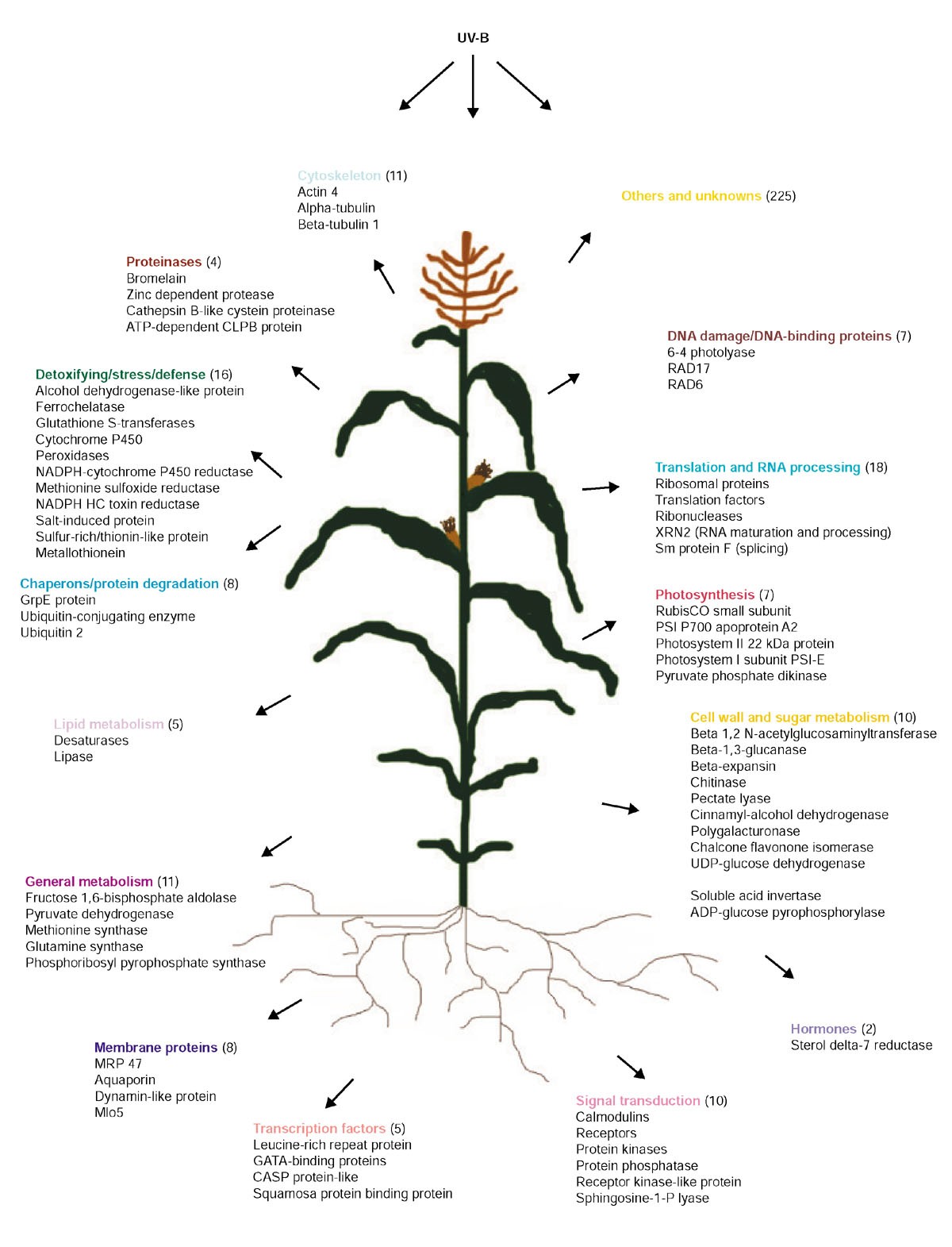 Figure 12