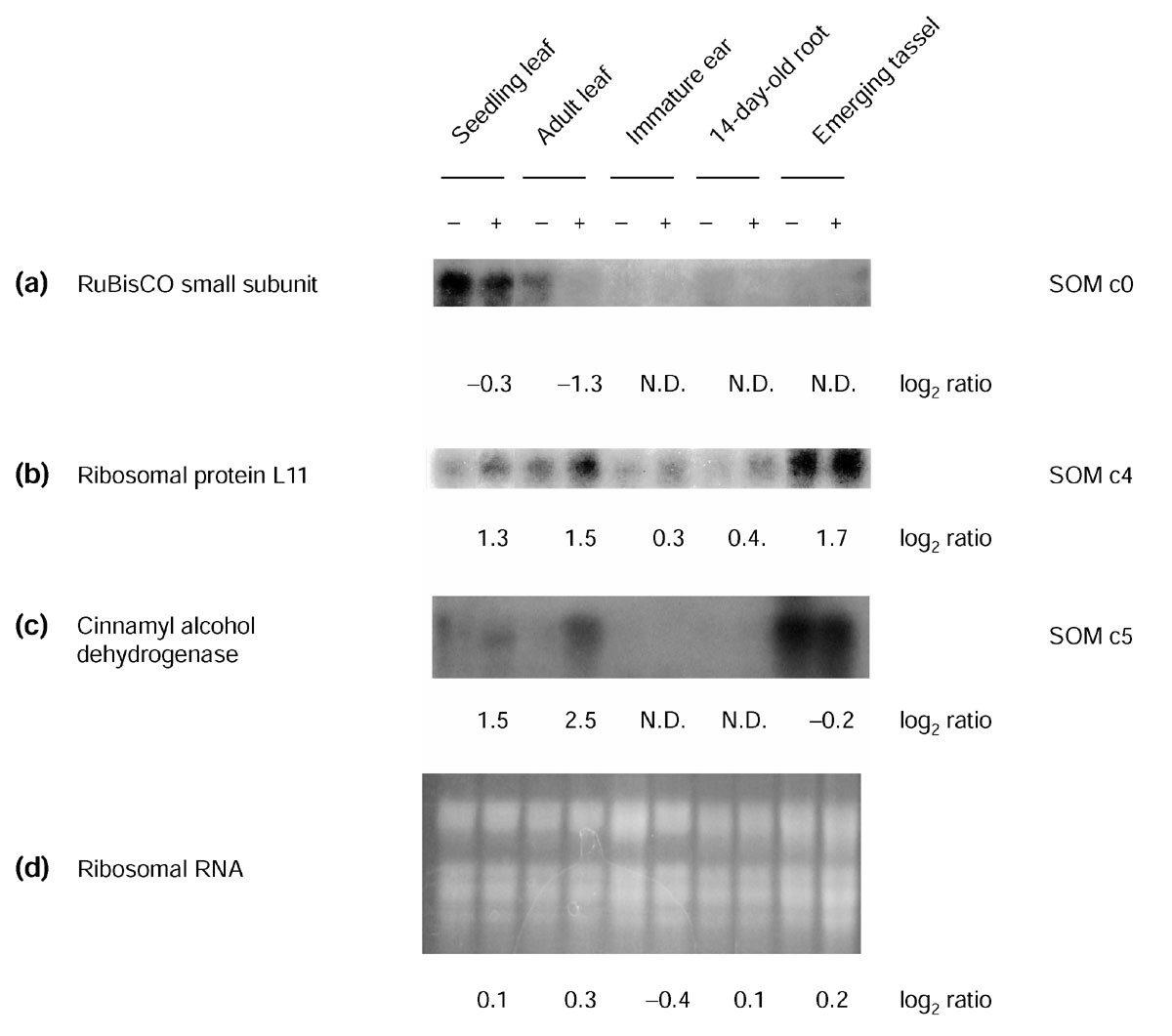 Figure 5