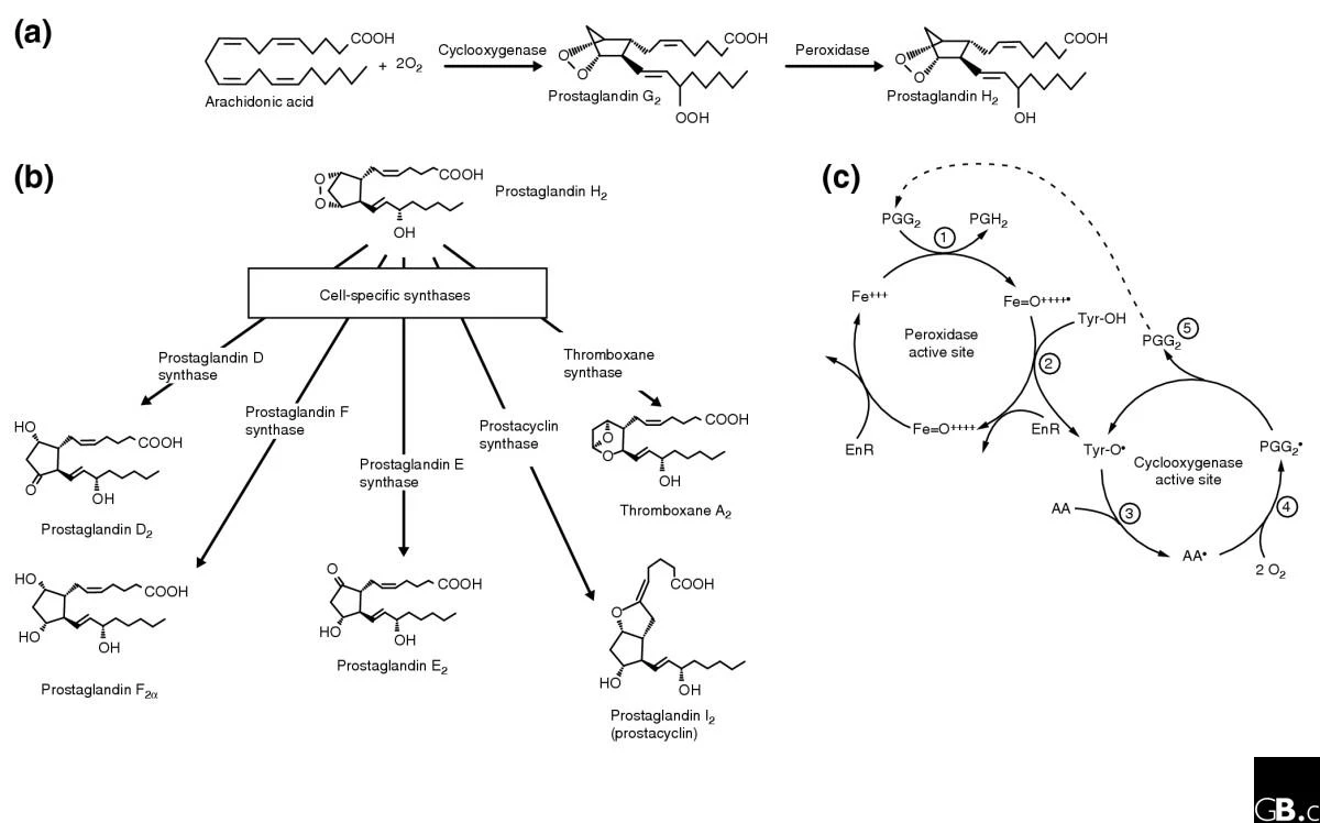 cyclooxygenases