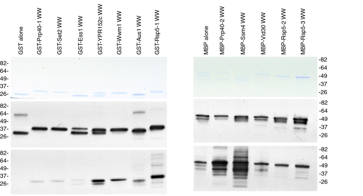 Comparative analysis of Saccharomyces cerevisiaeWW domains and their  interacting proteins | Genome Biology | Full Text