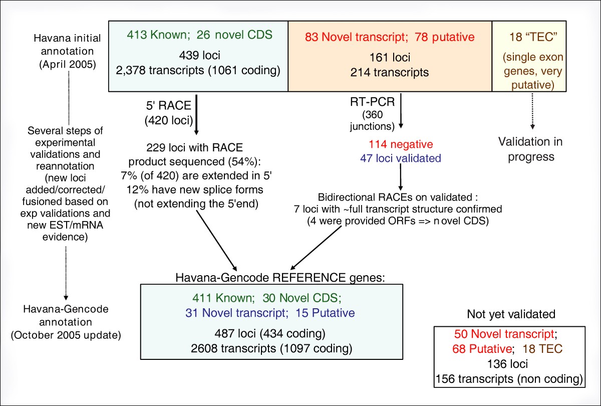 GENCODE producing a reference annotation for ENCODE Genome Biology