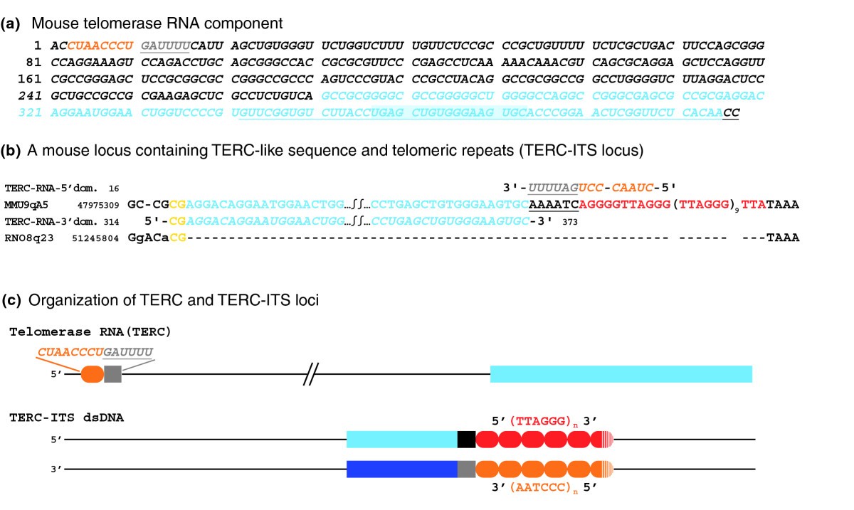 Contribution of telomerase RNA retrotranscription to DNA double-strand  break repair during mammalian genome evolution | Genome Biology | Full Text
