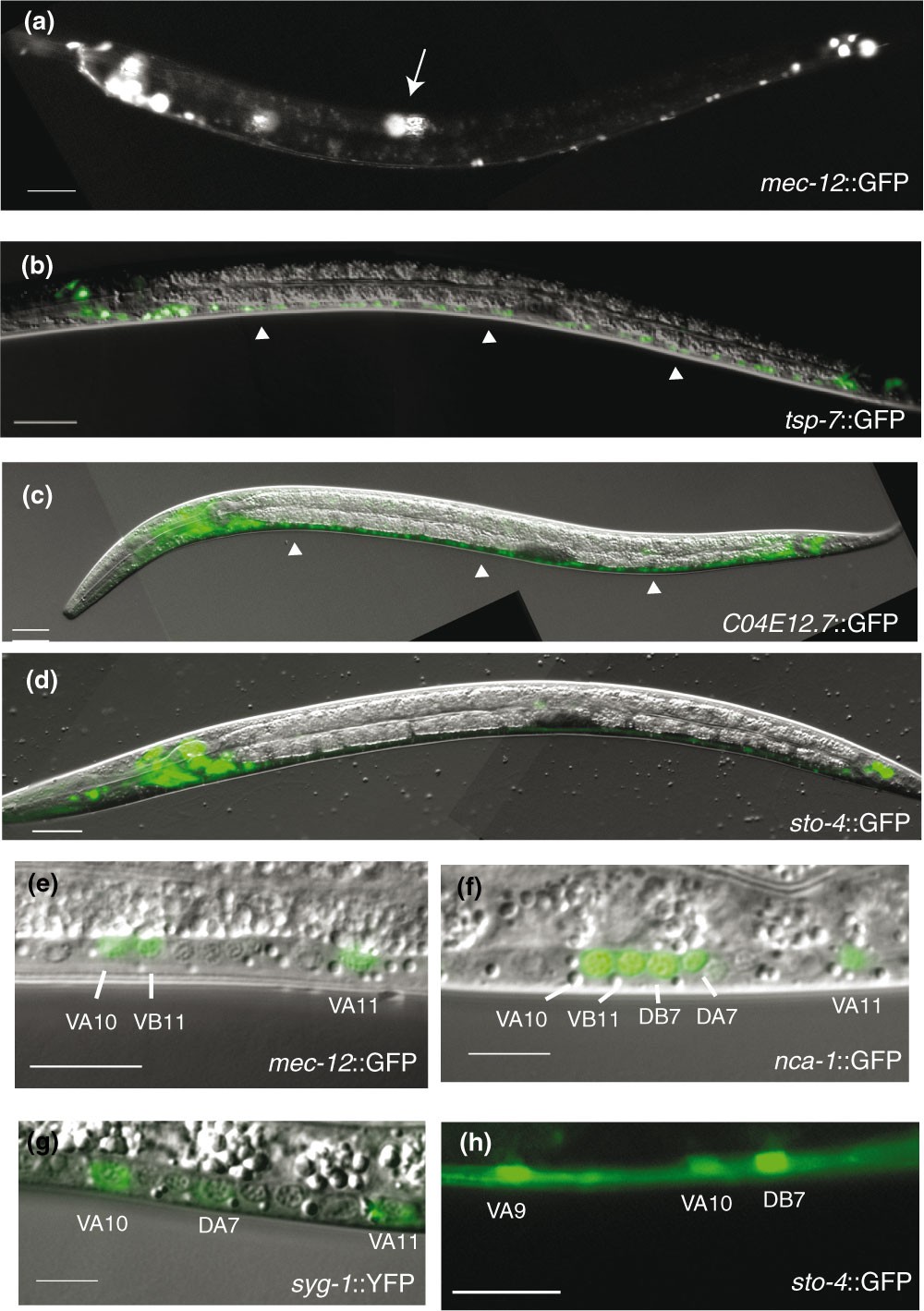 Figure 6