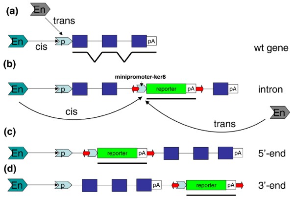 Transposons as tools for enhancer trap screens in vertebrates | Genome  Biology | Full Text