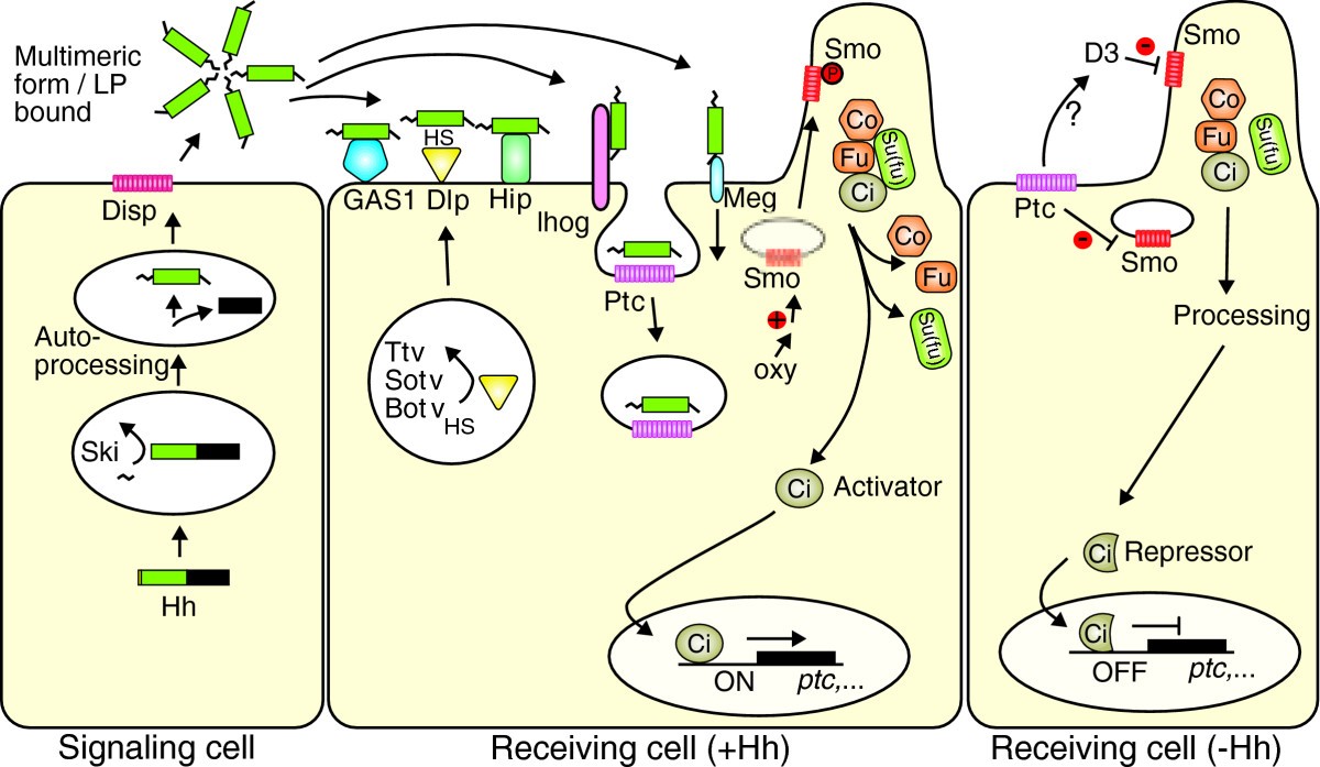 Figure 6