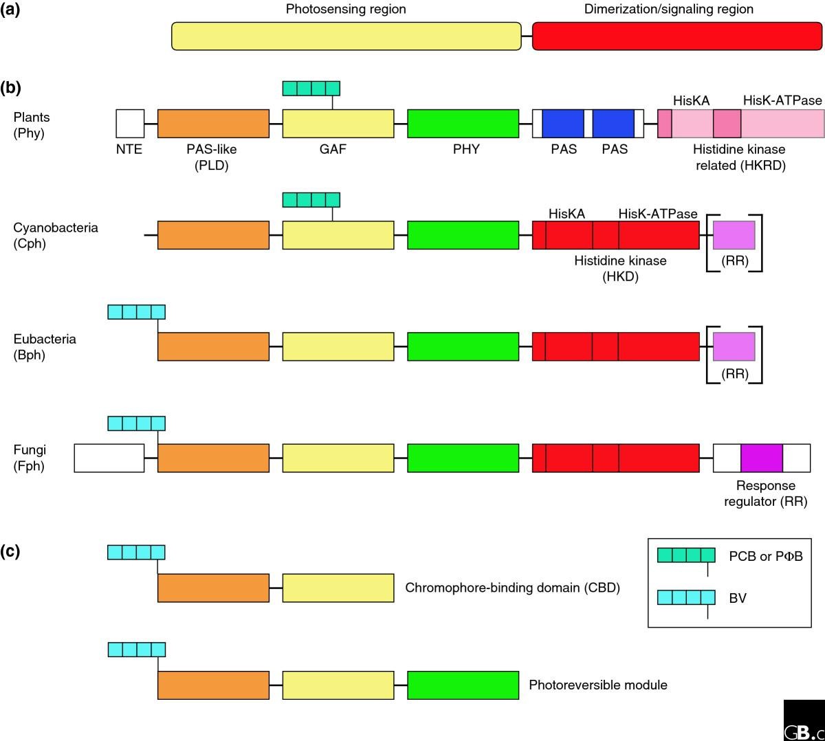 The phytochrome red/farred photoreceptor superfamily  Genome Biology