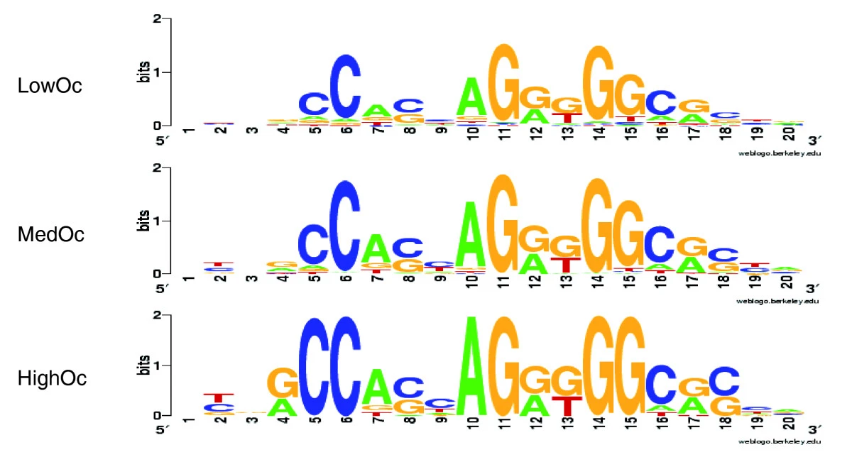 CTCF binding motif