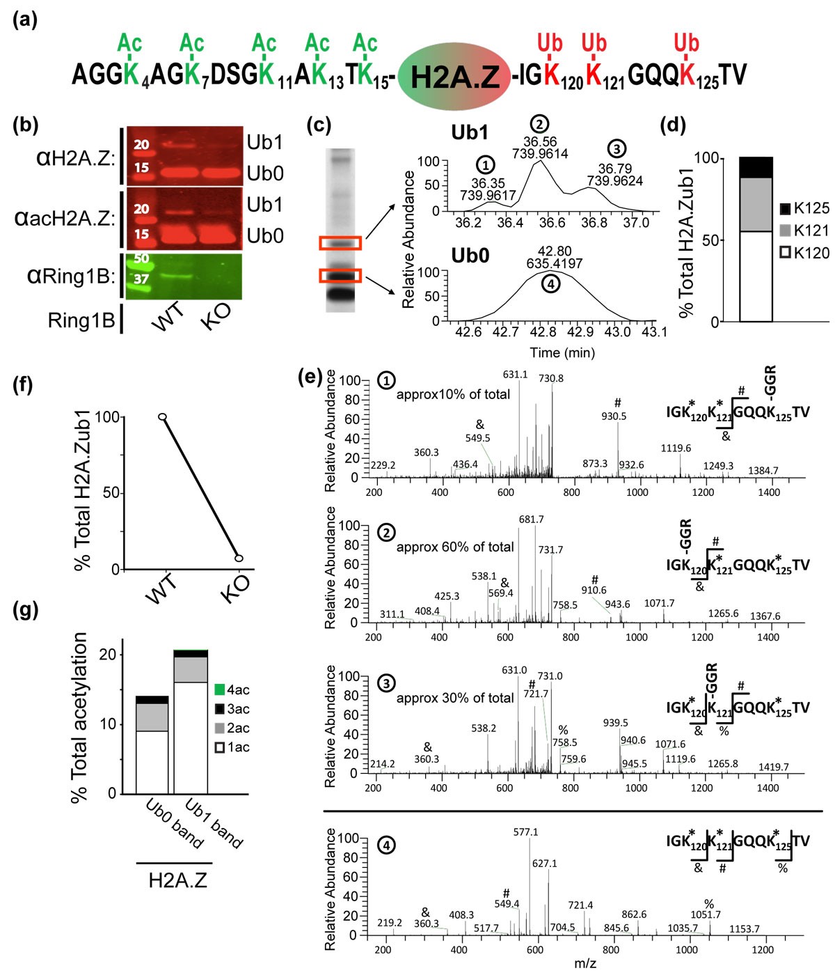 H2a Z Landscapes And Dual Modifications In Pluripotent And Multipotent Stem Cells Underlie Complex Genome Regulatory Functions Genome Biology Full Text