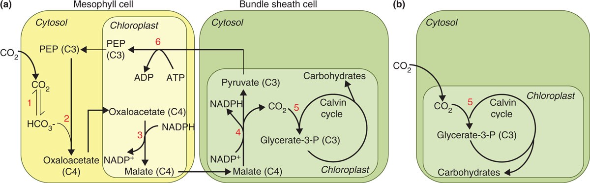 4n4c какая фаза. Цикл Кальвина в фотосинтезе. C4 путь. Малат + NADP. Ц 4 фотосинтез.
