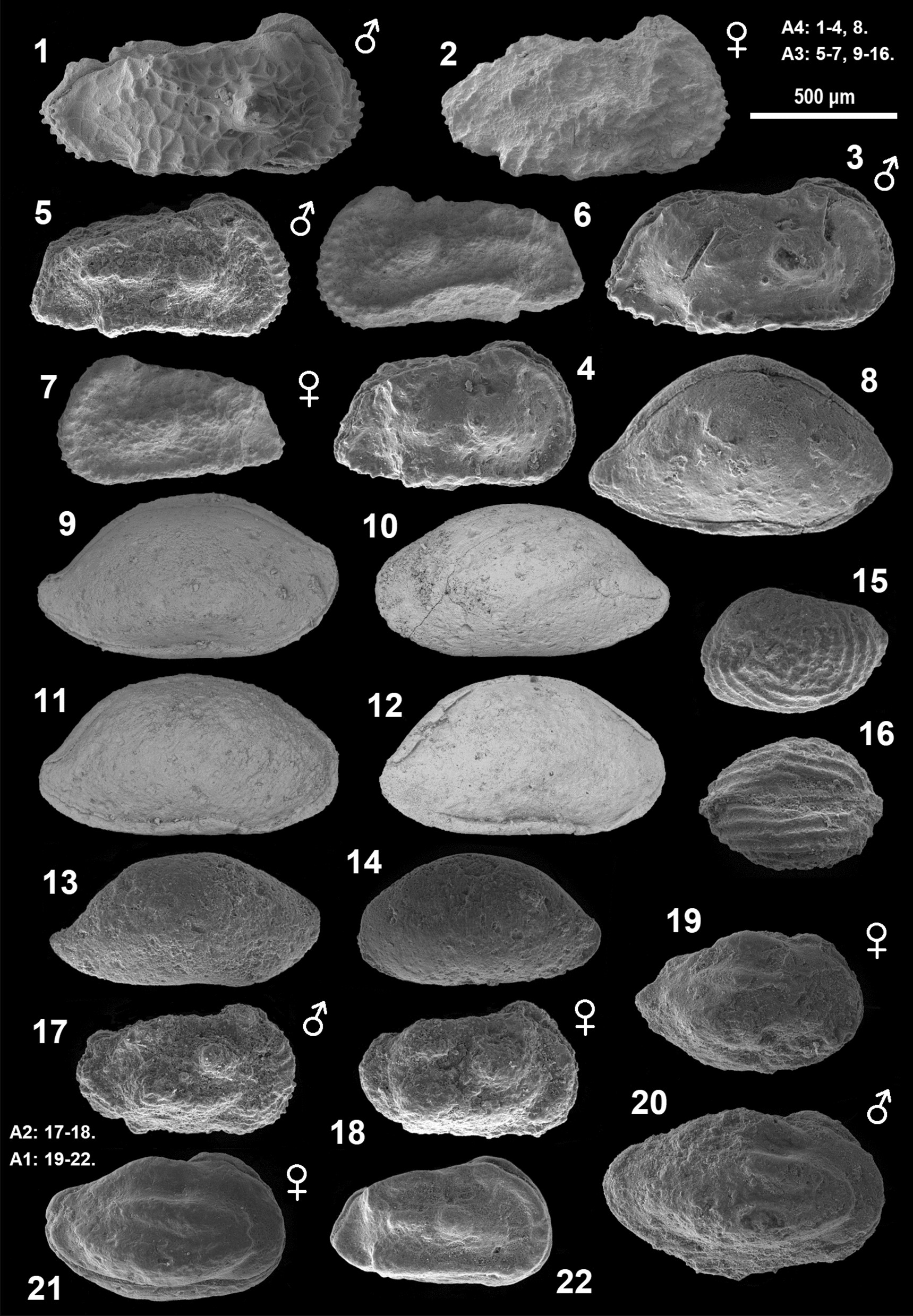 Fig. 15