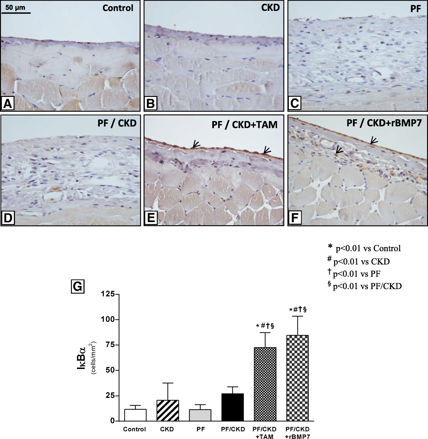 Fig. 12