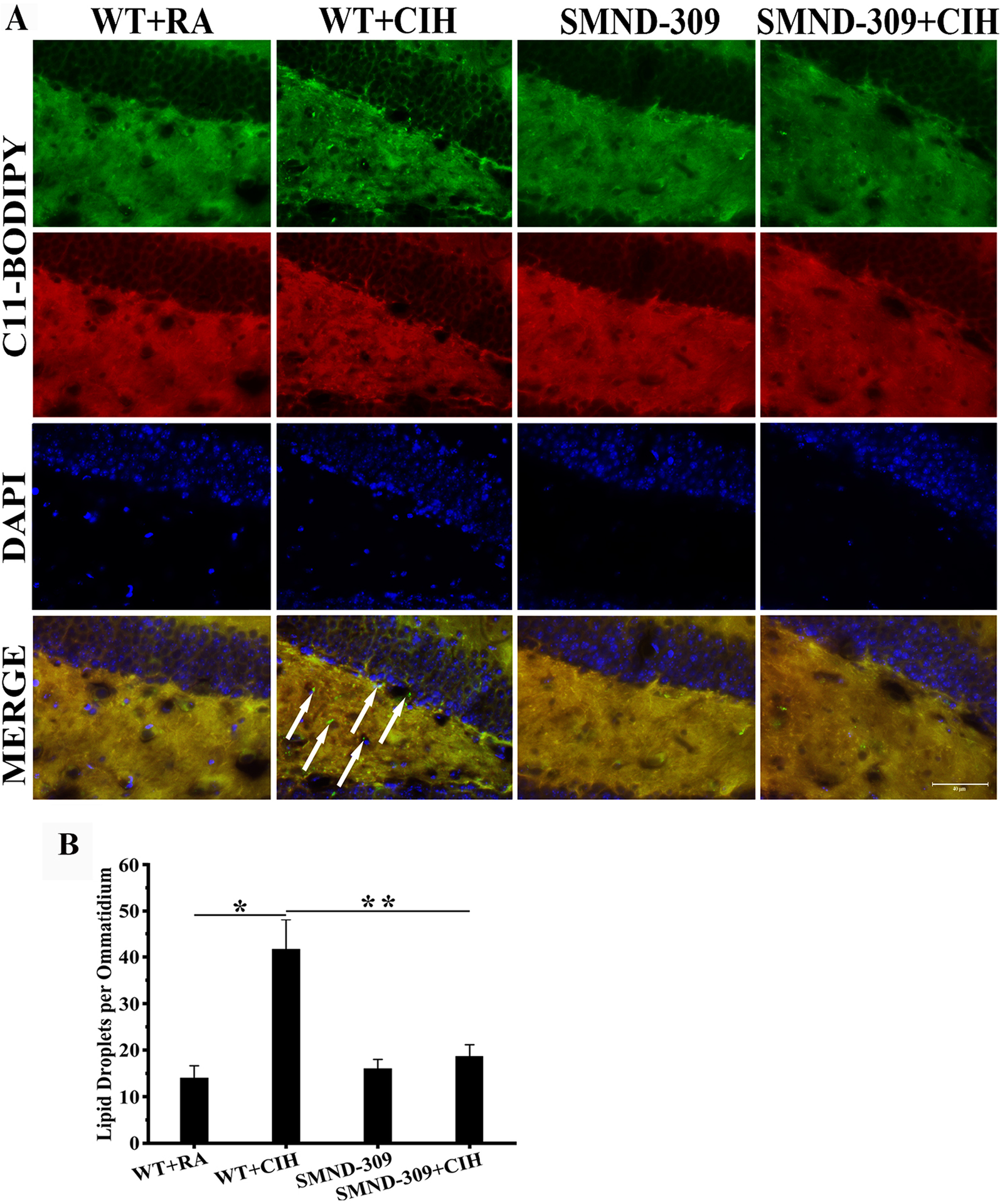 Fig. 10