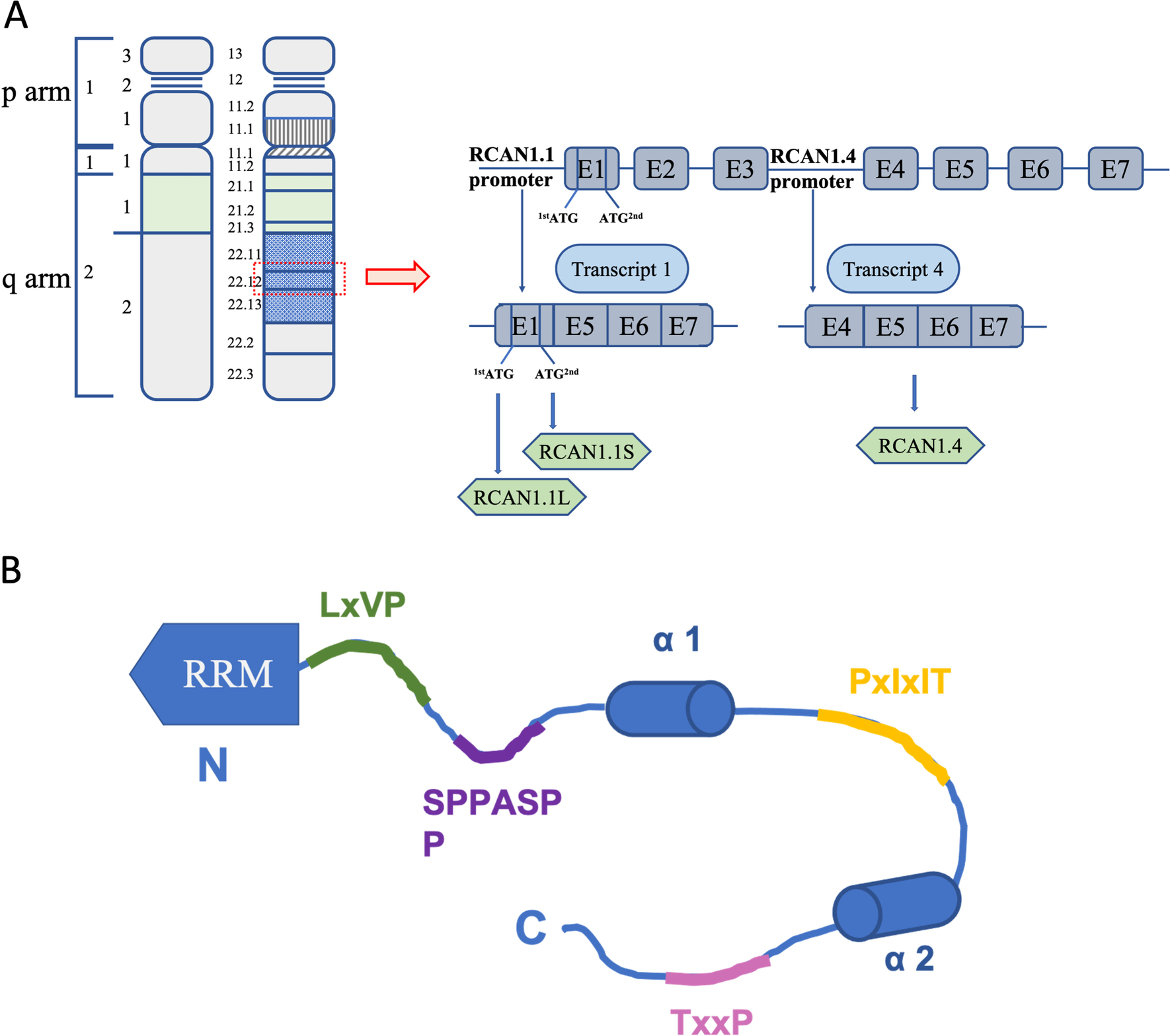 Fig. 1