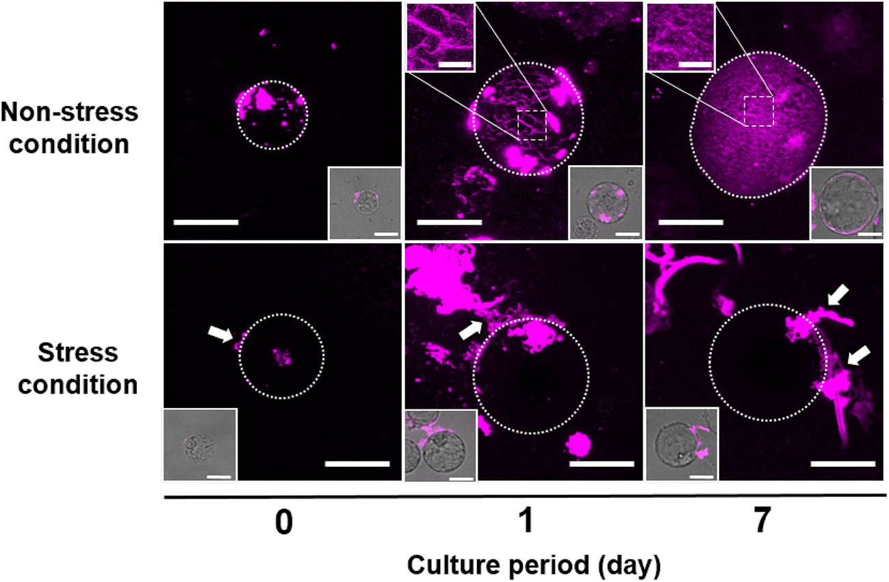 Fig. 3