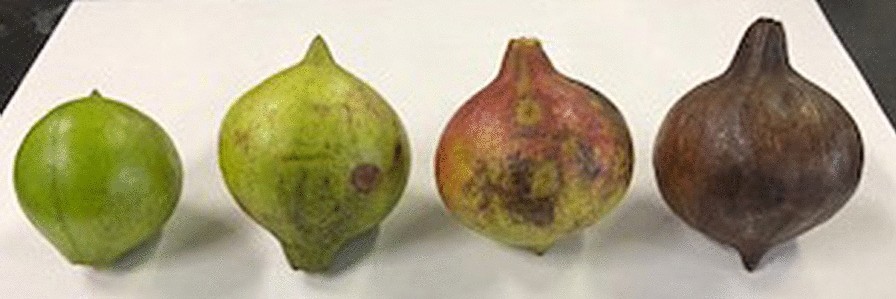 Fig. 1