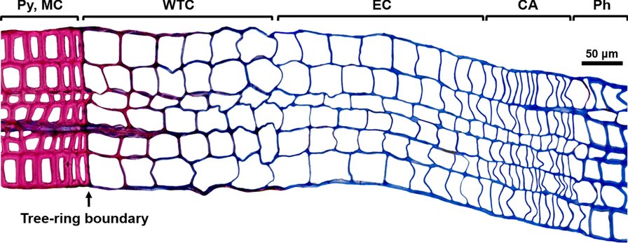 Fig. 4