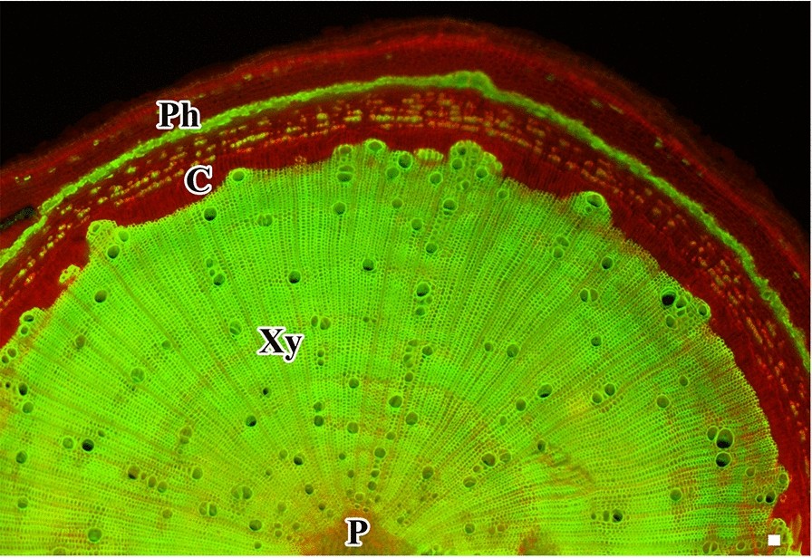 Fig. 6