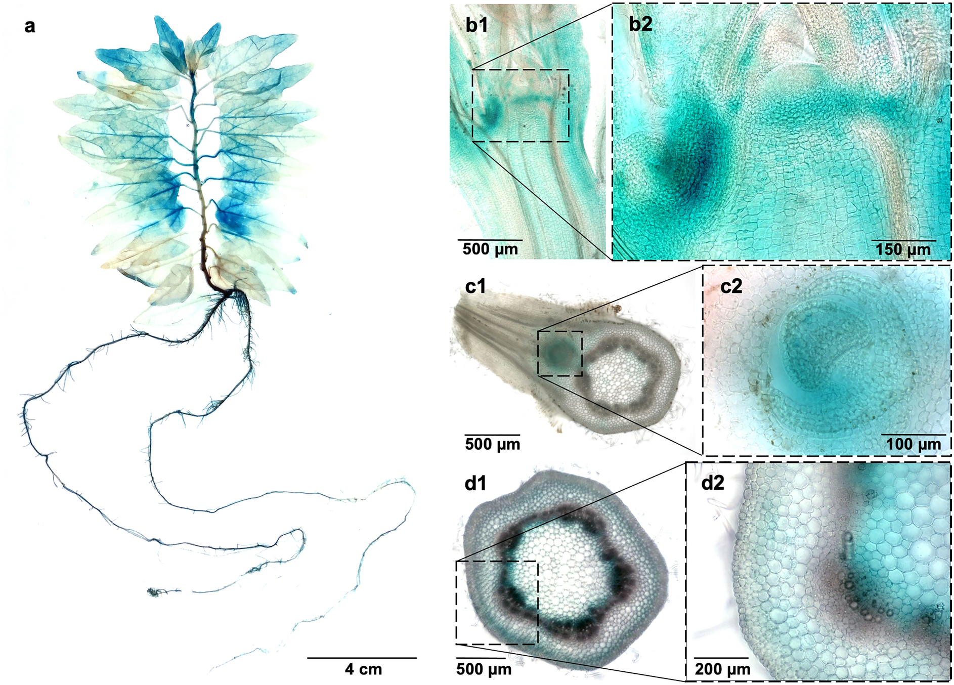 Fig. 1