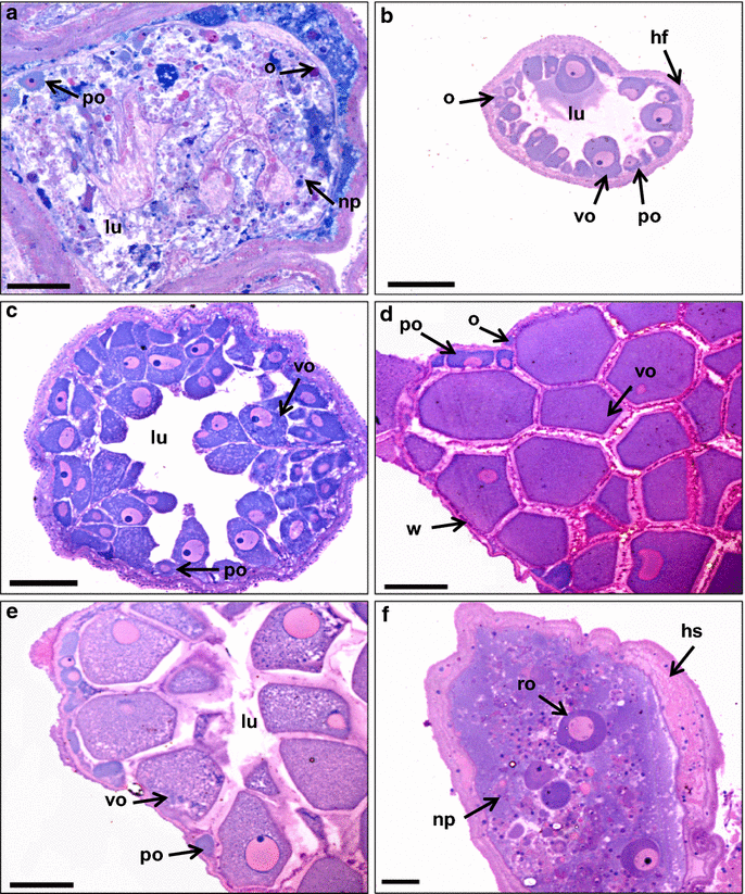 Fig. 5