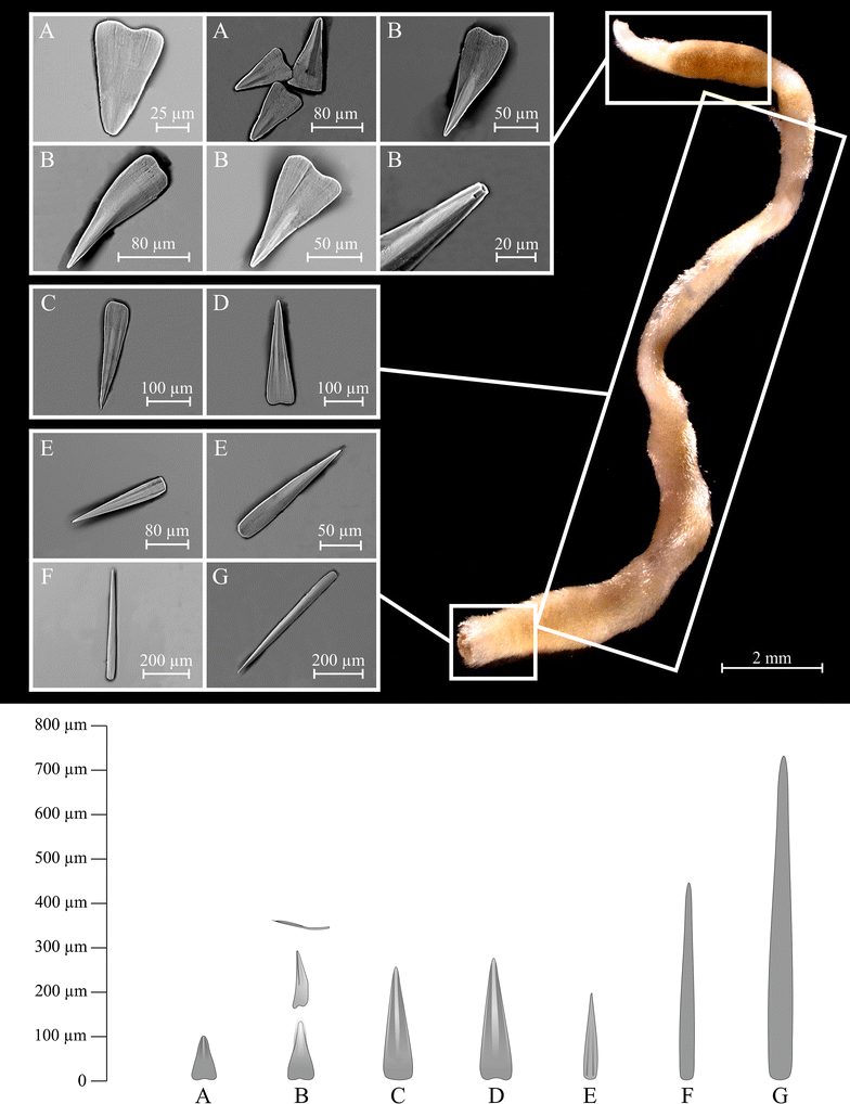 Fig. 2