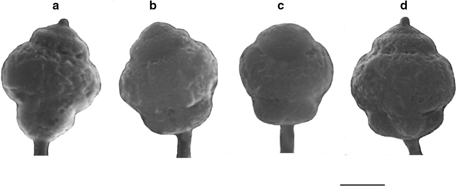 Fig. 7