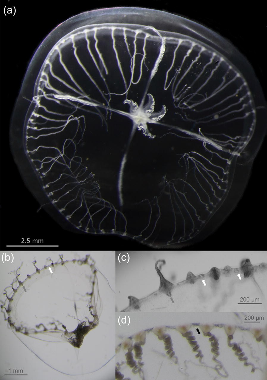 Fig. 2