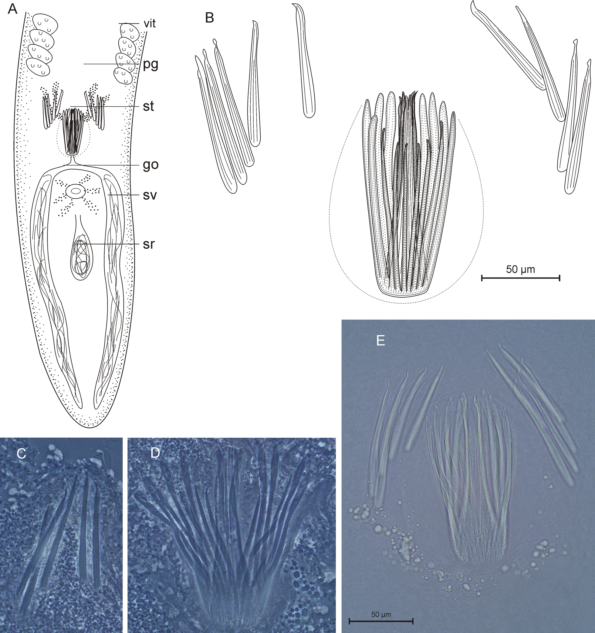 Fig. 6