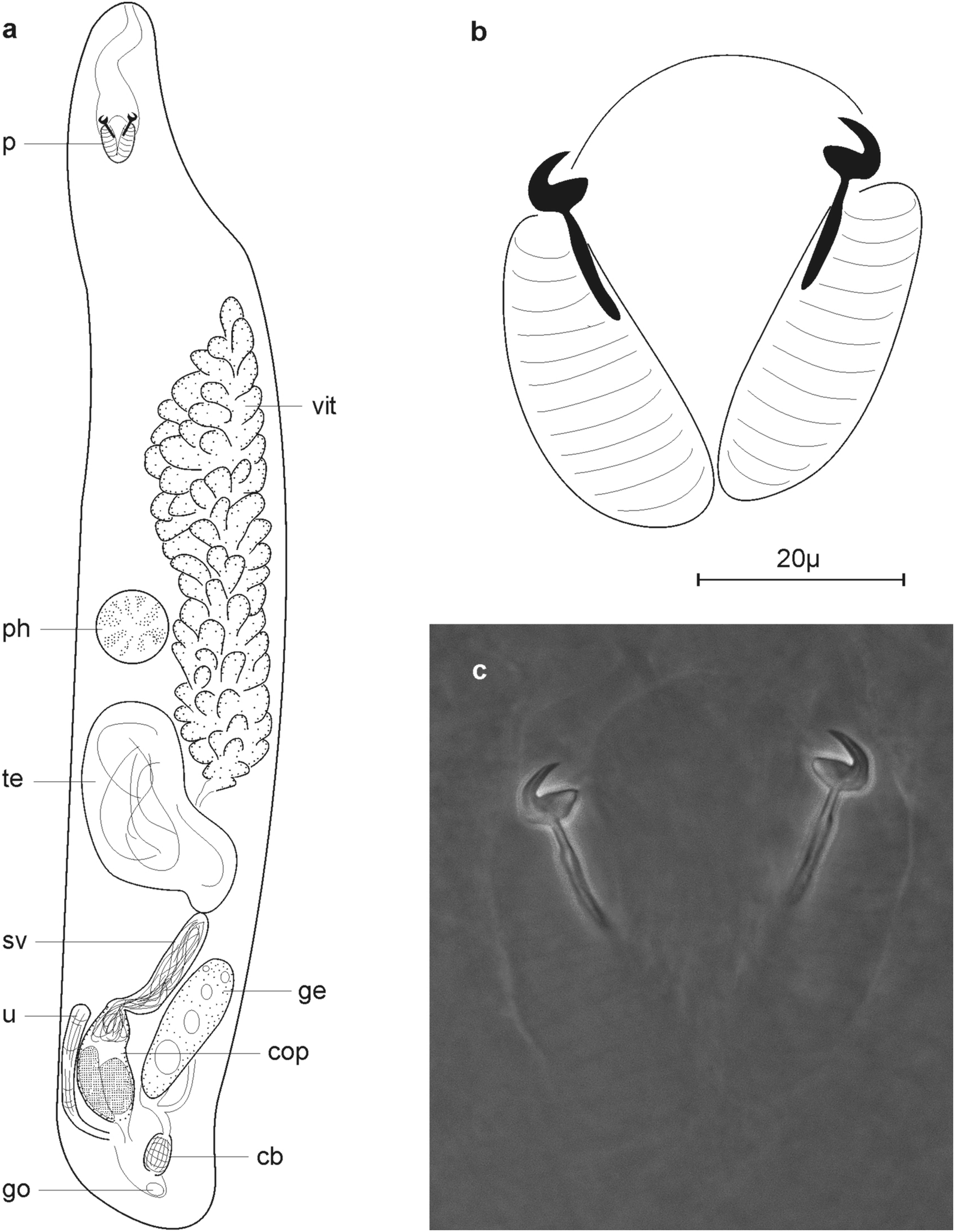 Fig. 12