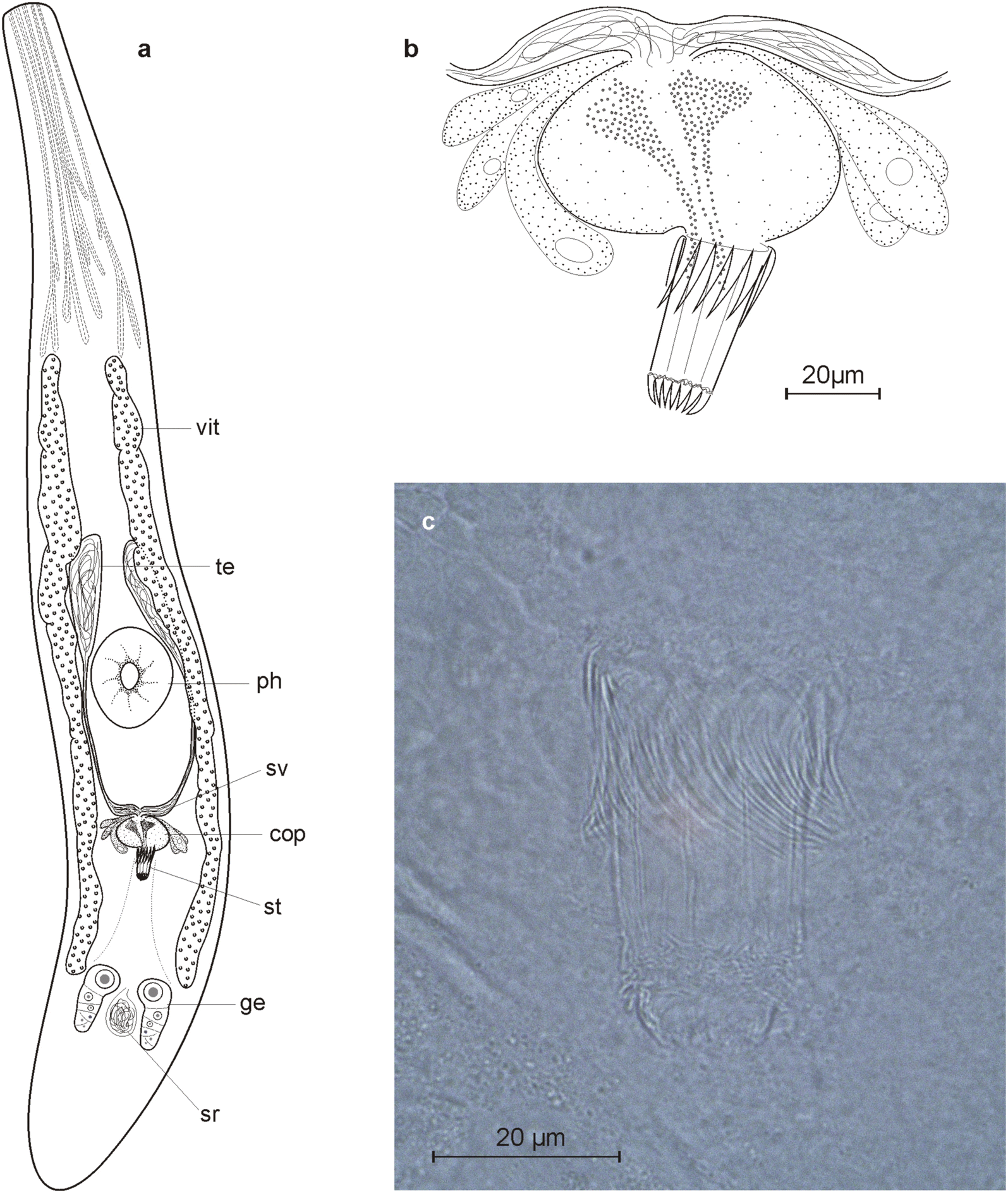 Fig. 7