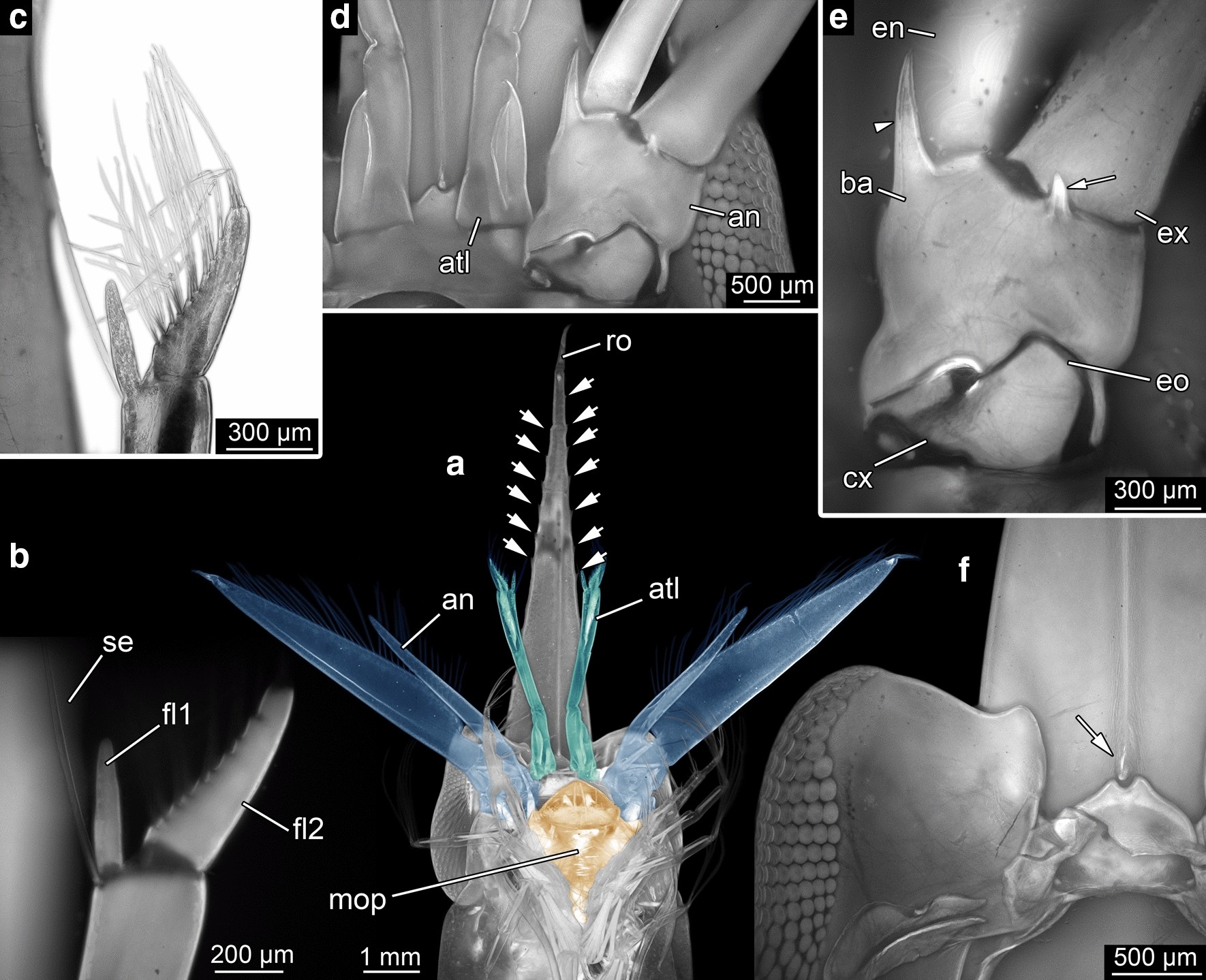 Fig. 20