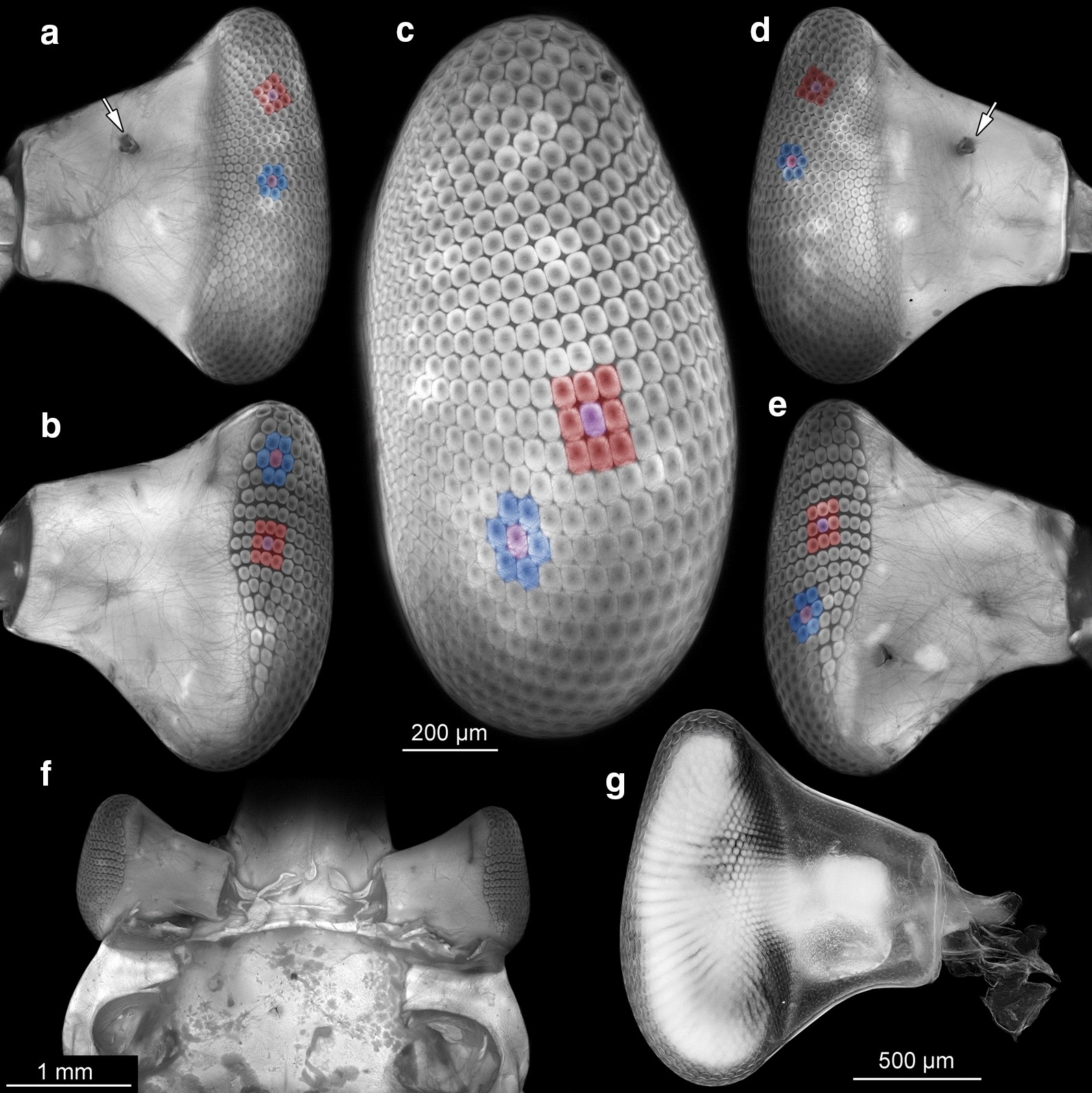 Fig. 6