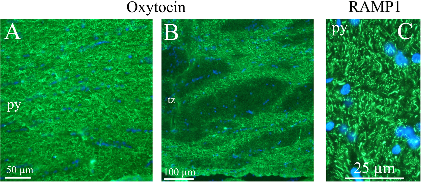 Fig. 9