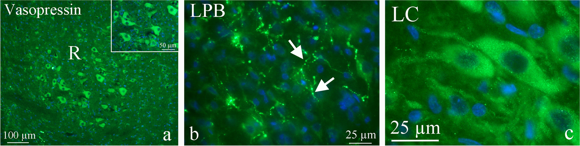 Fig. 8